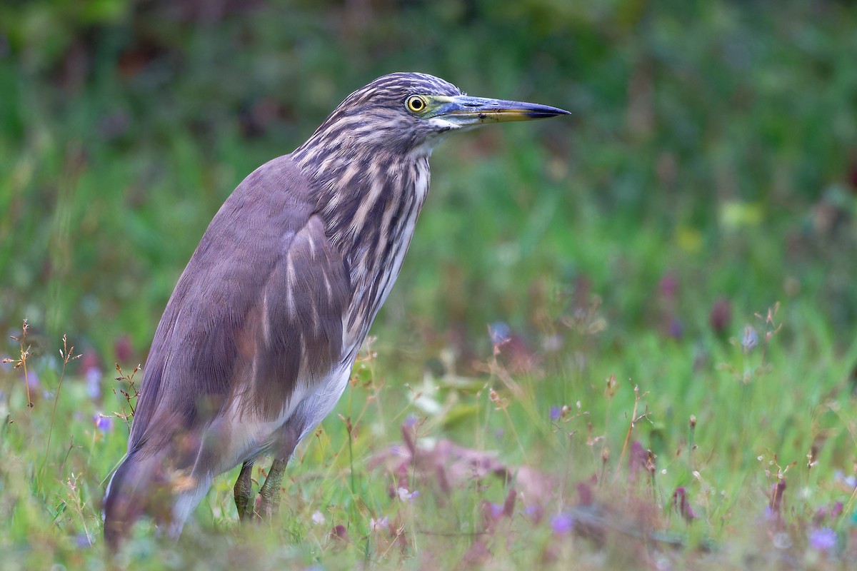 インドアカガシラサギ - ML646705584