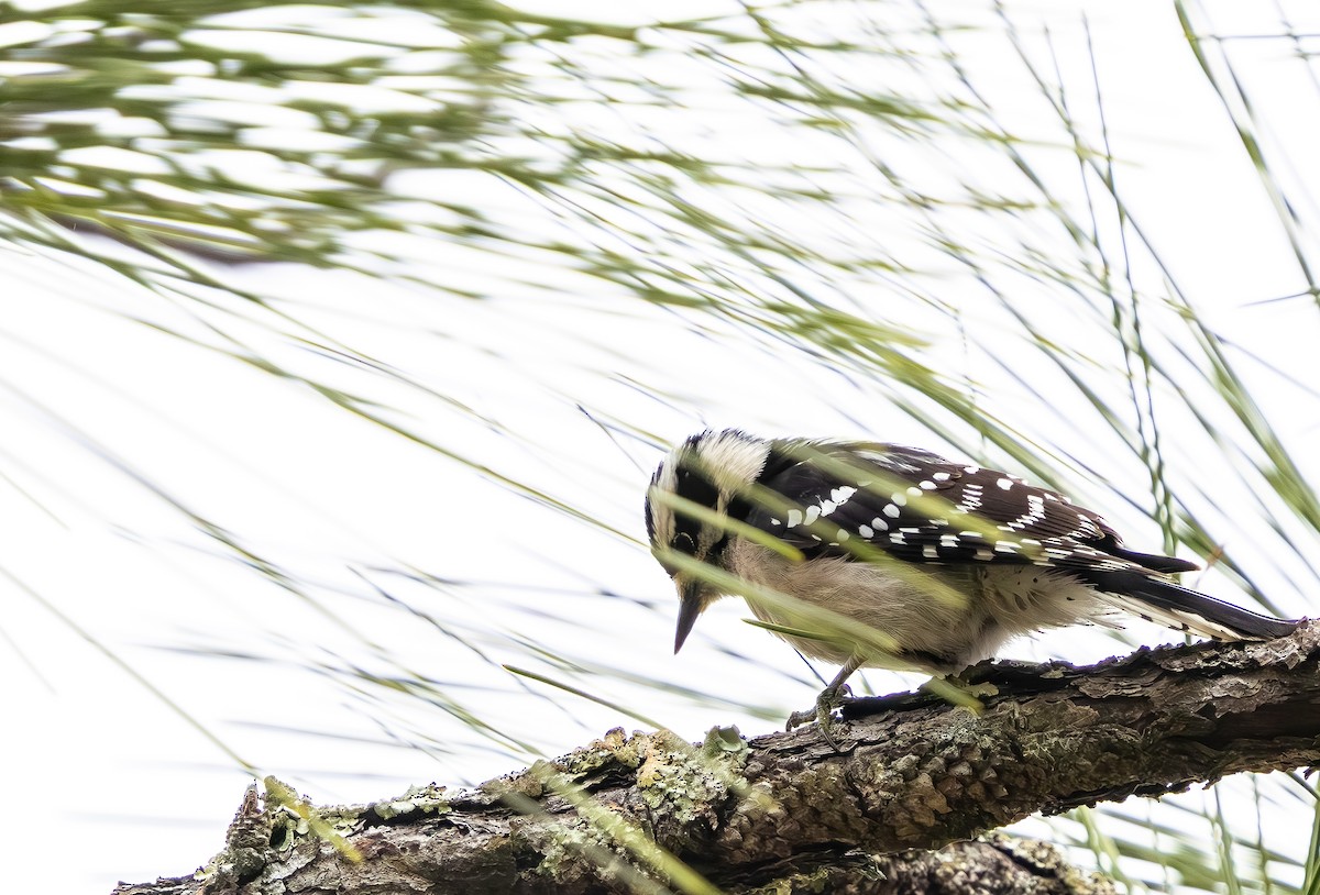 Пушистый дятел - ML646705587