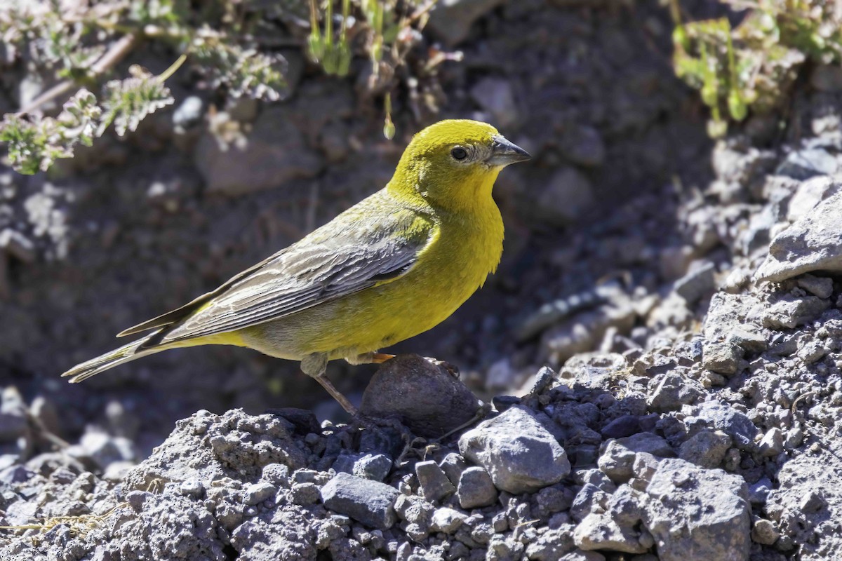 Золотобрюхий зерноед - ML646705588