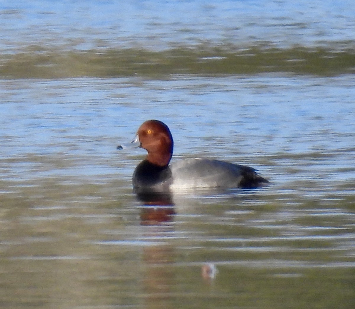 Redhead - ML646705590