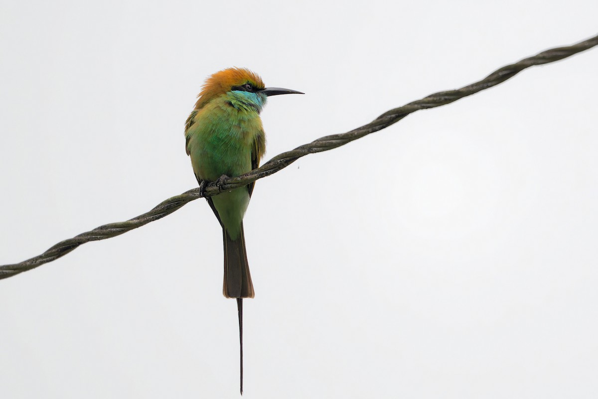 Asian Green Bee-eater - ML646705593