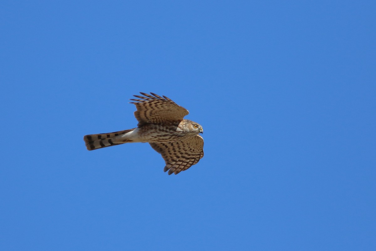 Sharp-shinned Hawk - ML646705594