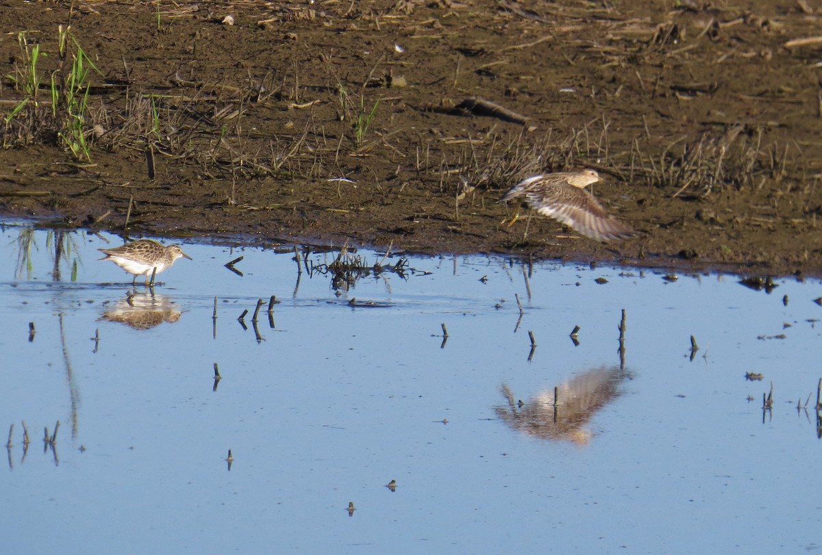 Pectoral Sandpiper - ML64670561