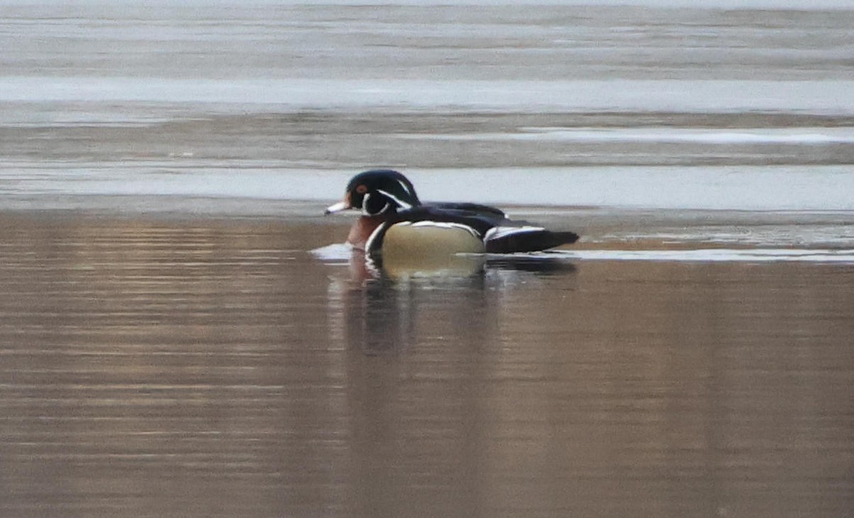 Pato Joyuyo - ML646705613