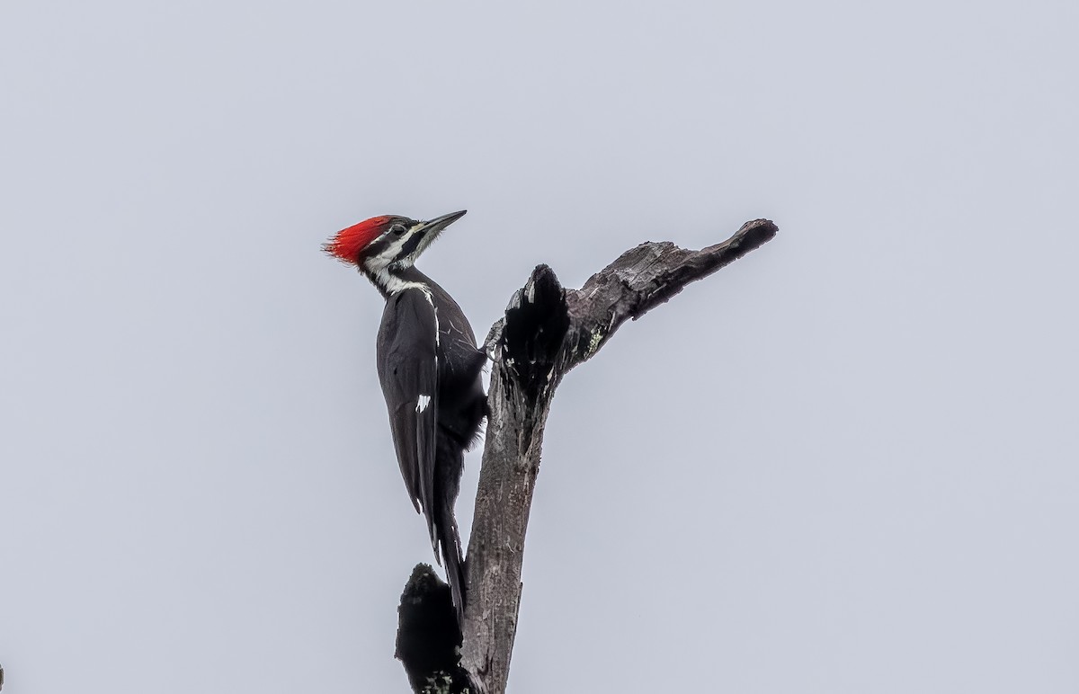 Хохлатая желна - ML646705614