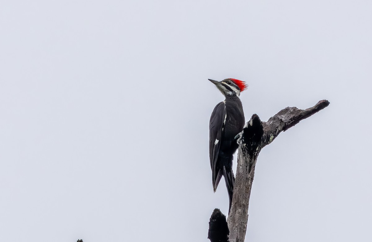 Хохлатая желна - ML646705615