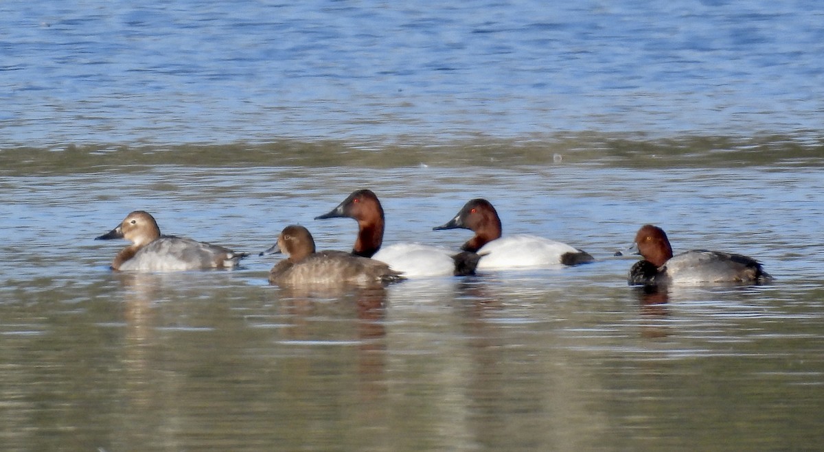 Canvasback - ML646705616