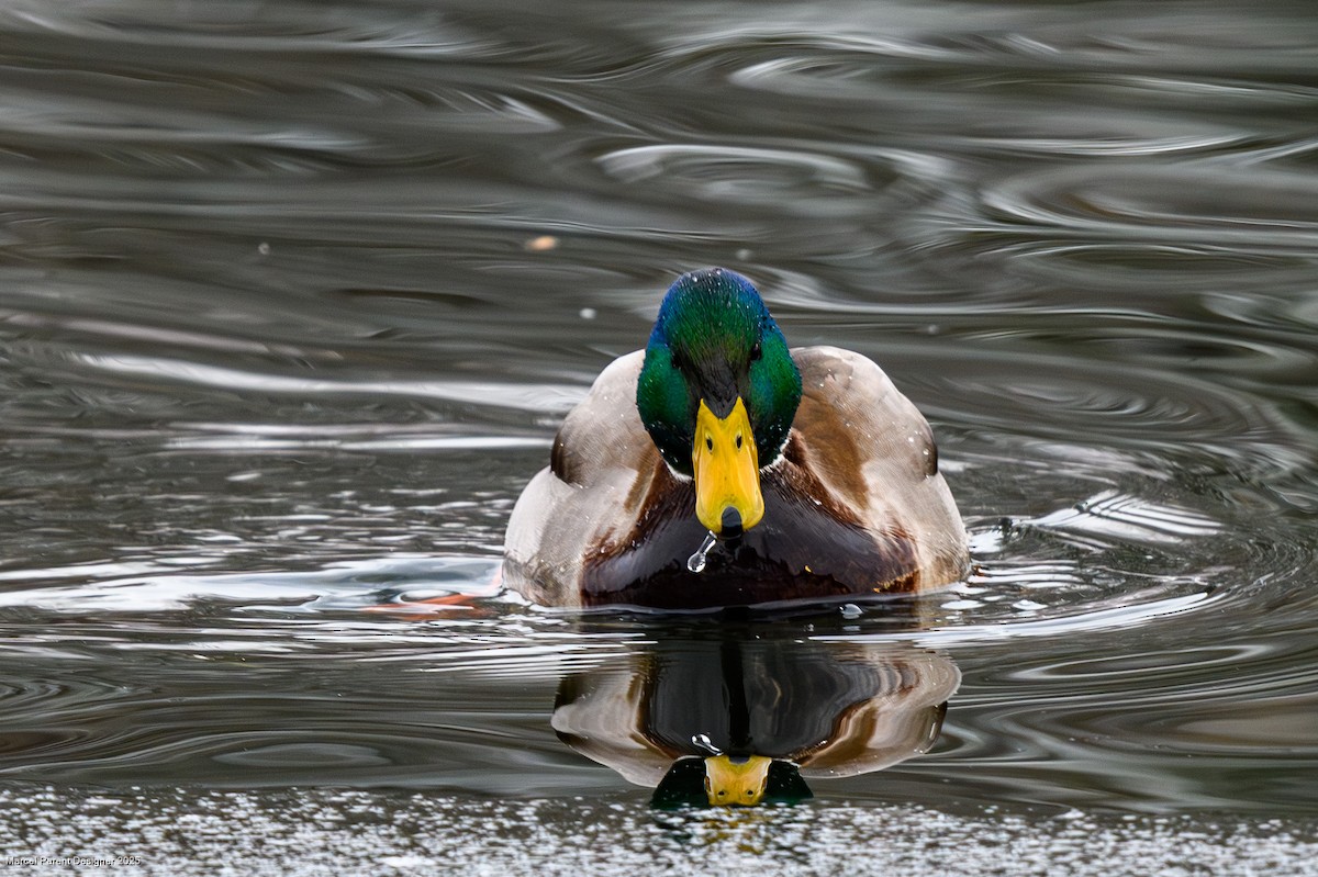 Крижень звичайний - ML646705619