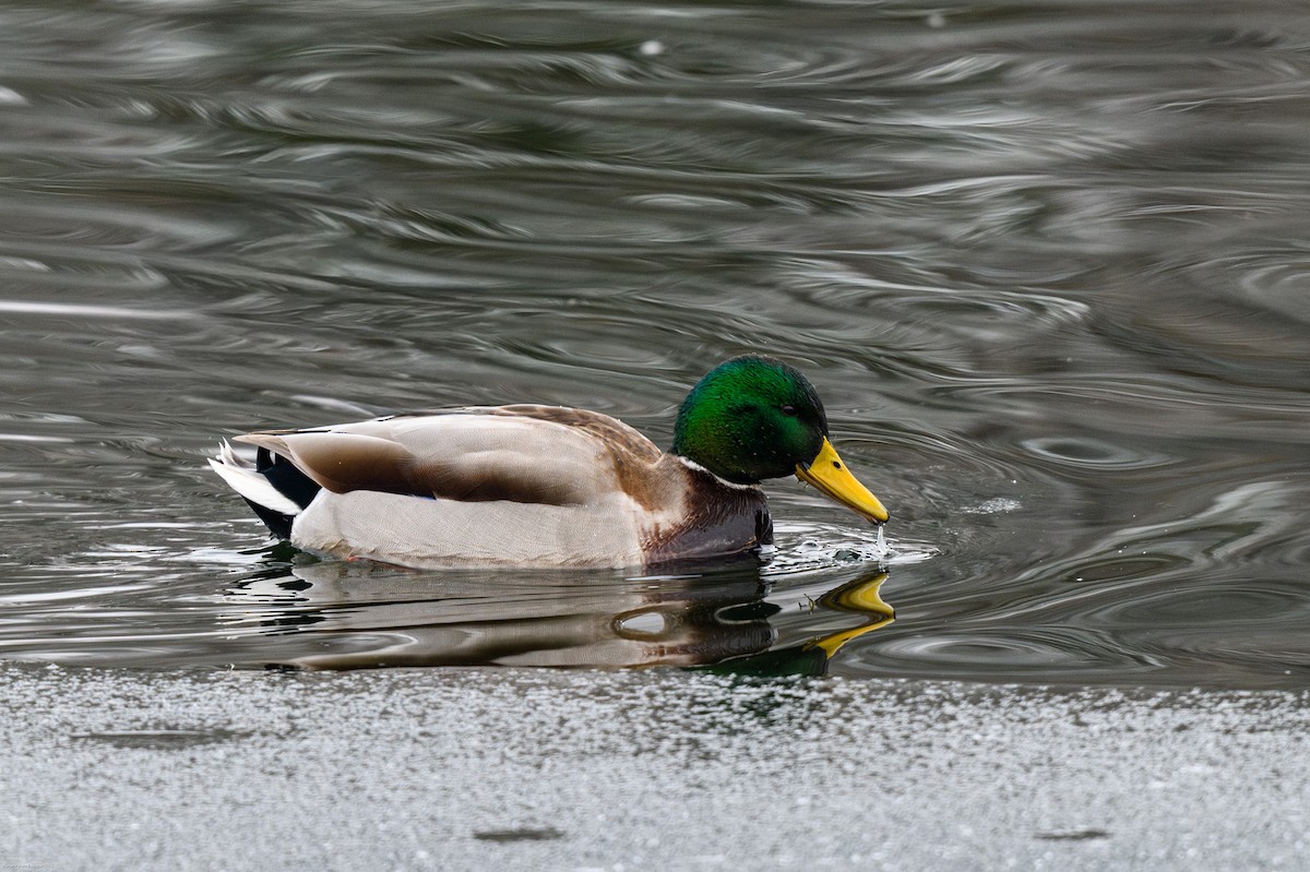 Крижень звичайний - ML646705620