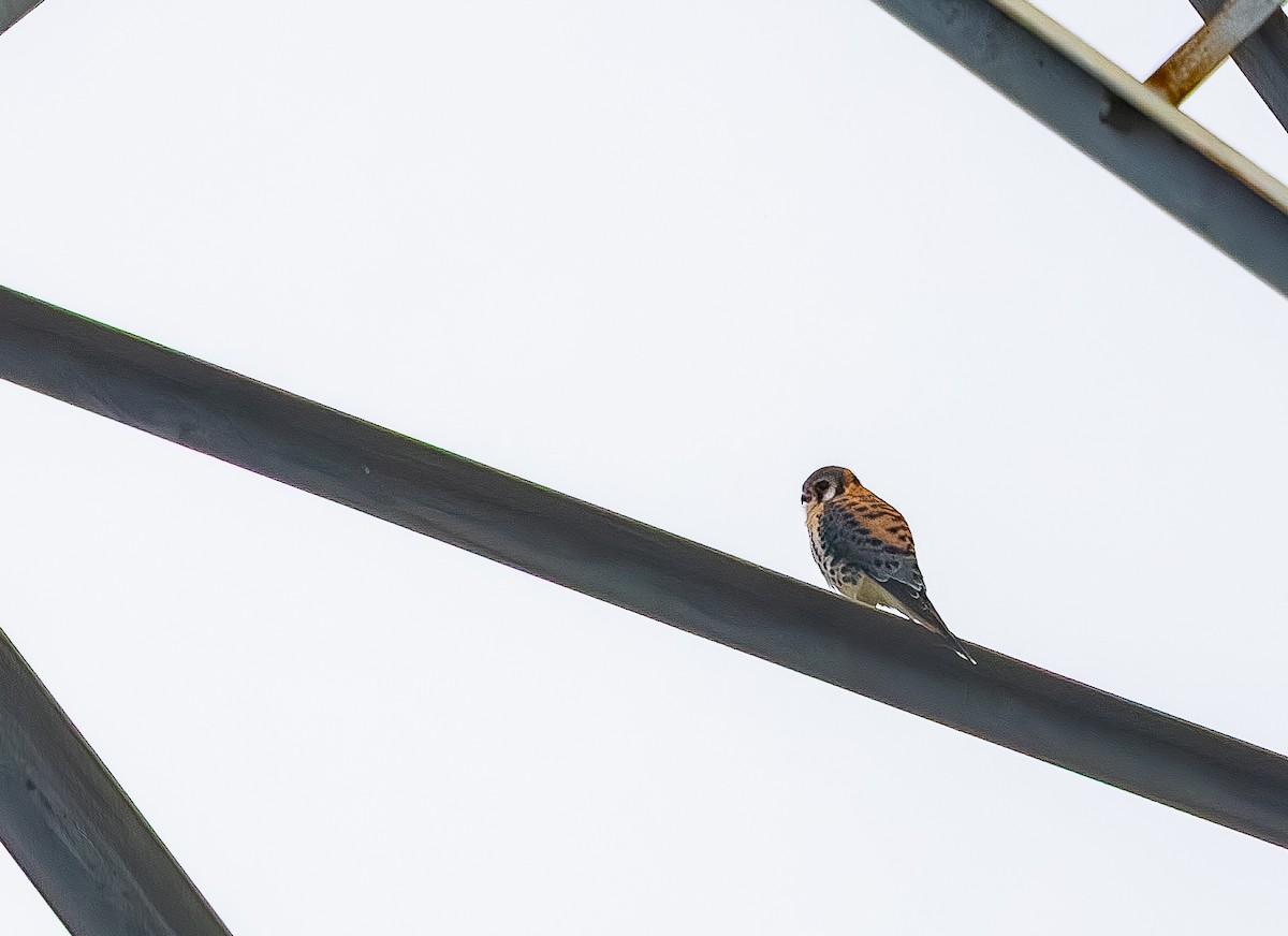 Воробьиная пустельга - ML646705621