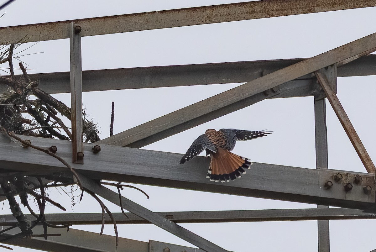 Воробьиная пустельга - ML646705622