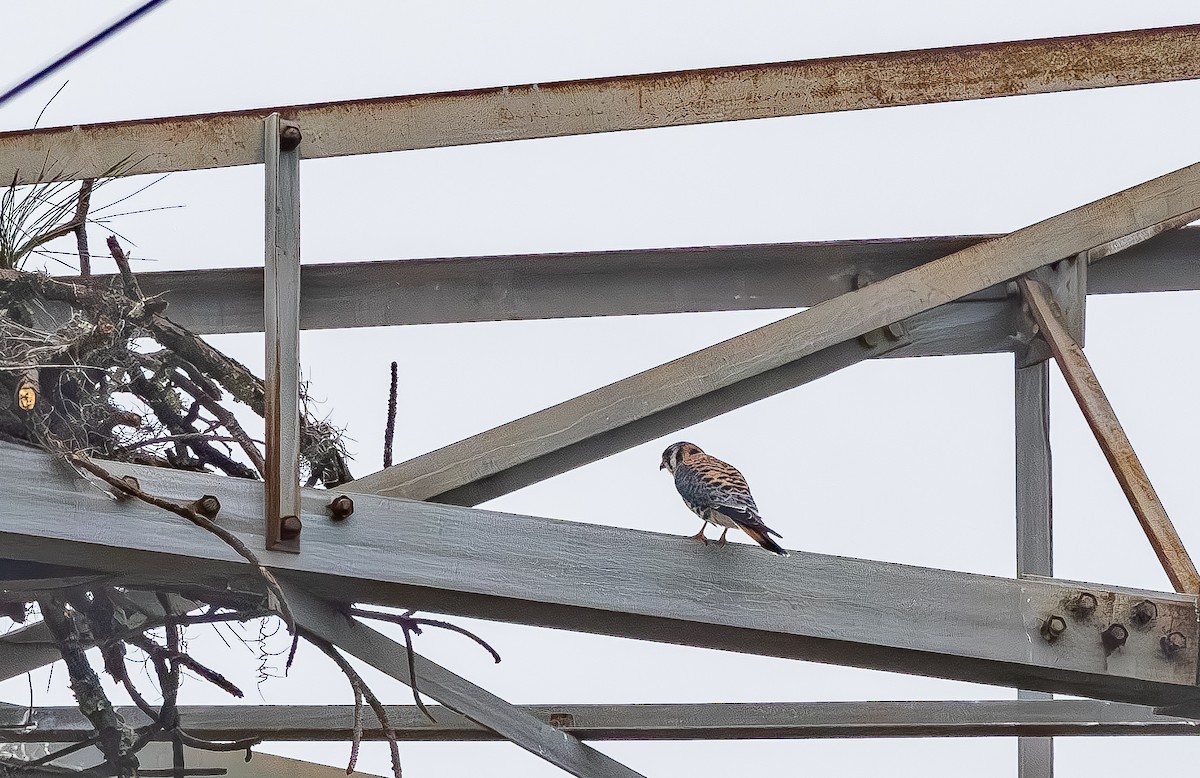 Воробьиная пустельга - ML646705623