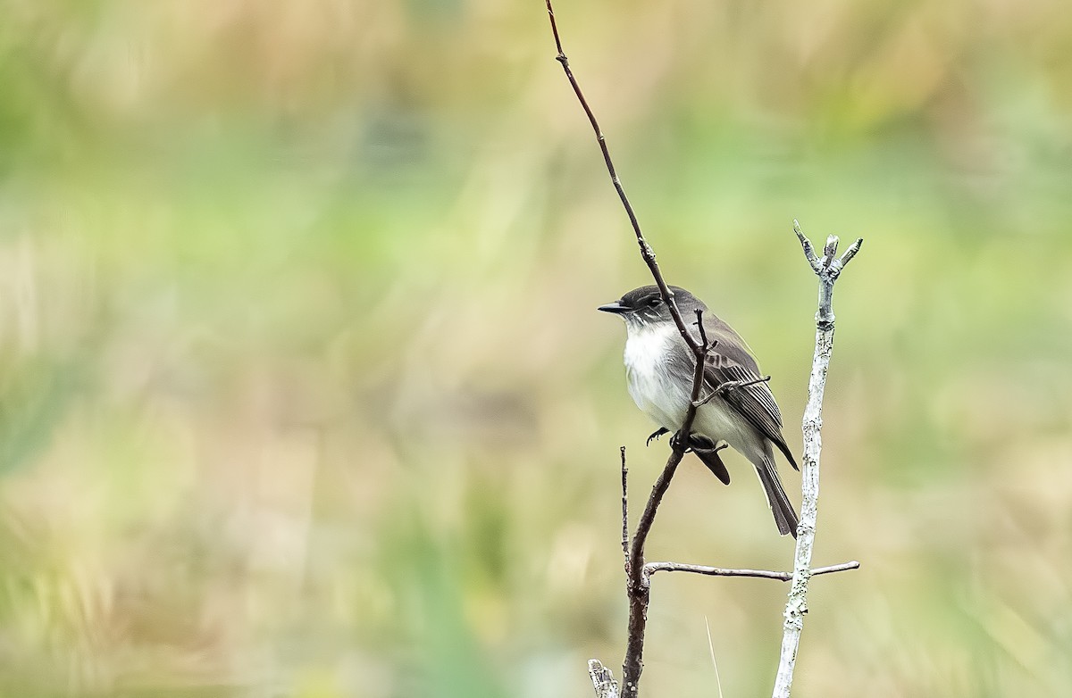 Светлобрюхий фиби - ML646705625