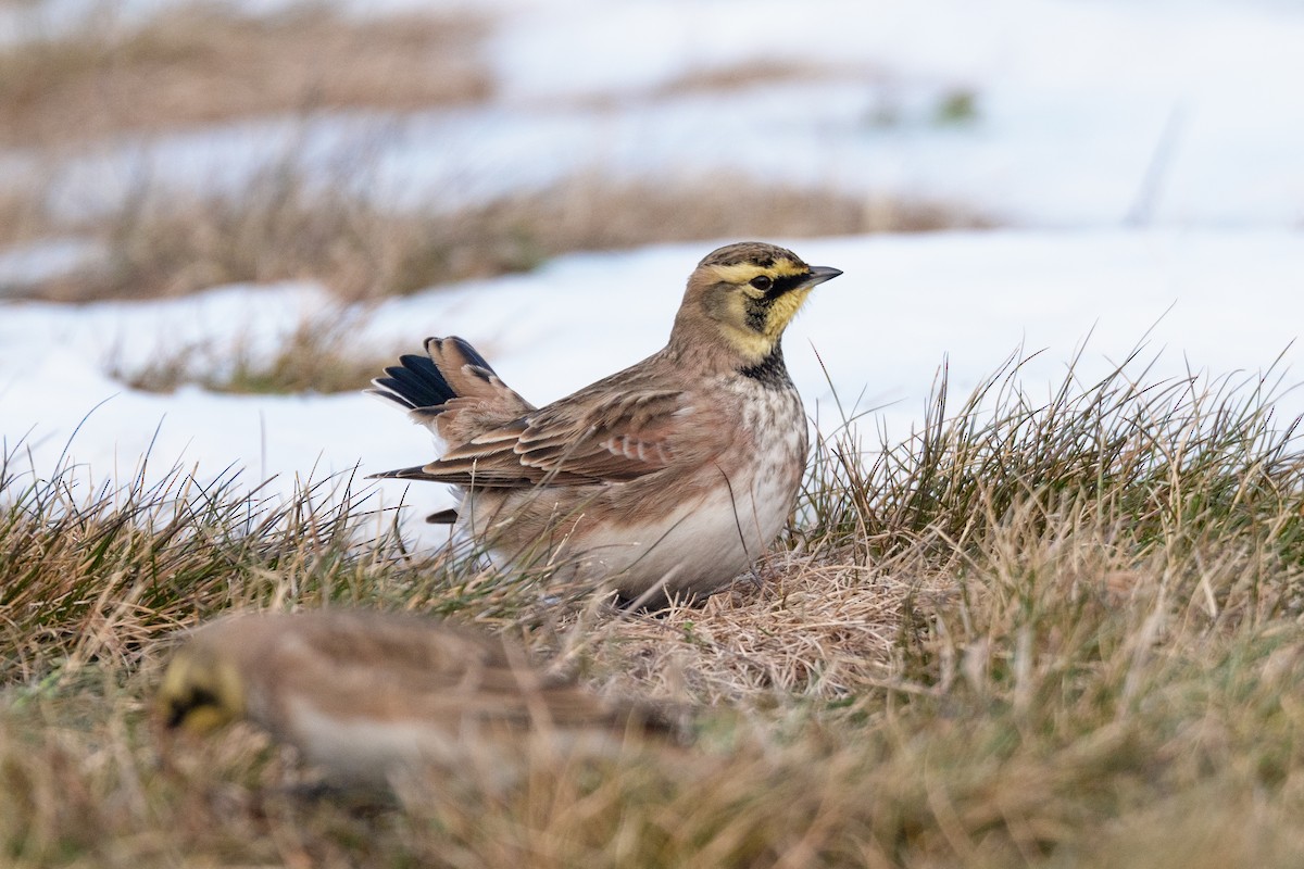 Horned Lark - ML646705627