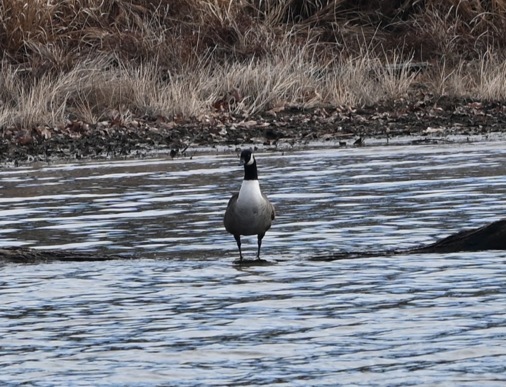 Казарка канадська - ML646705634