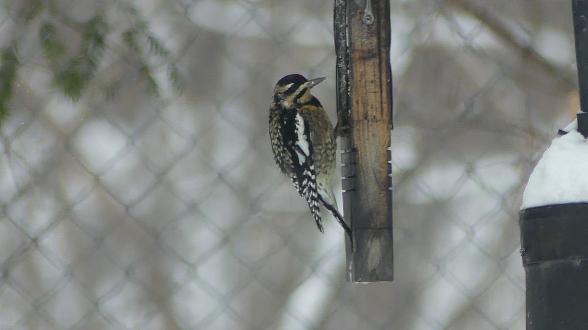 Yellow-bellied Sapsucker - ML646705637