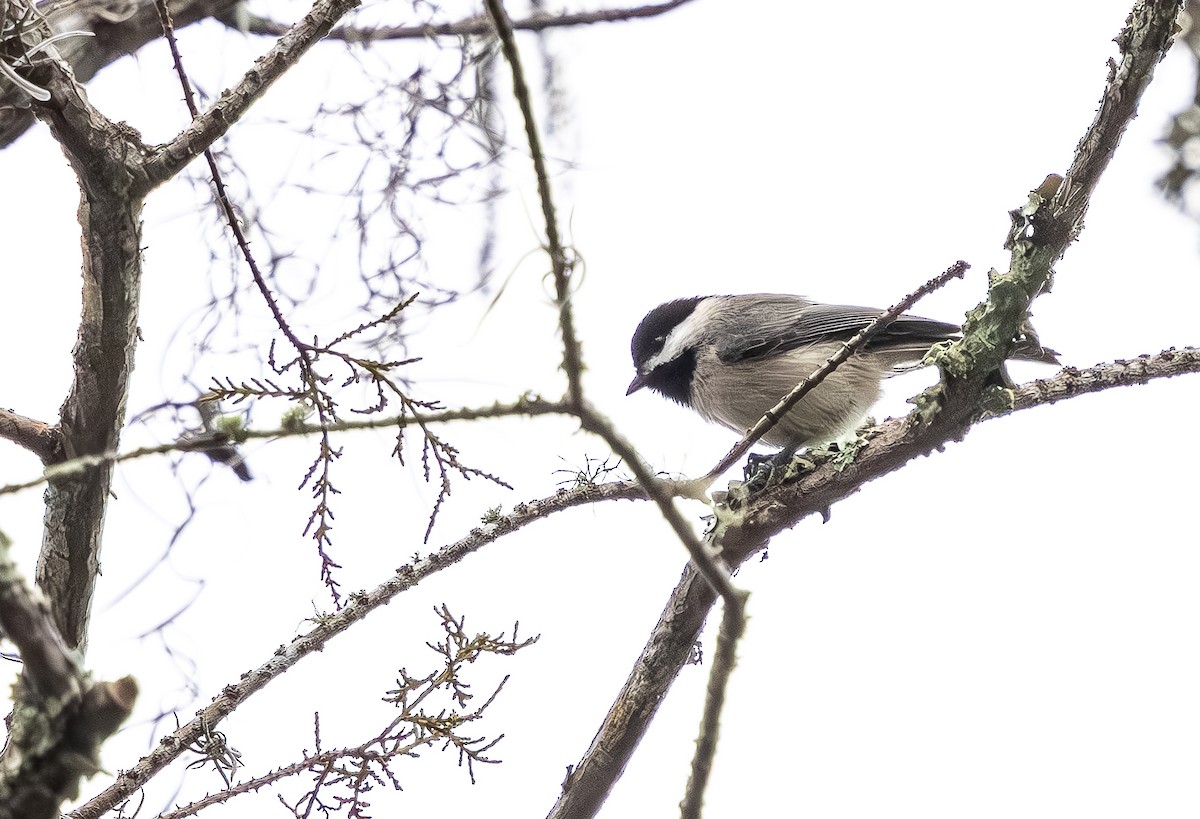 Каролинская гаичка - ML646705639