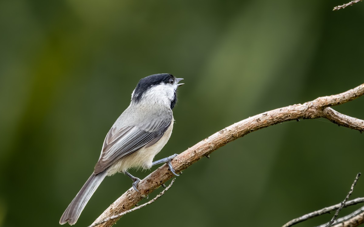 Каролинская гаичка - ML646705640