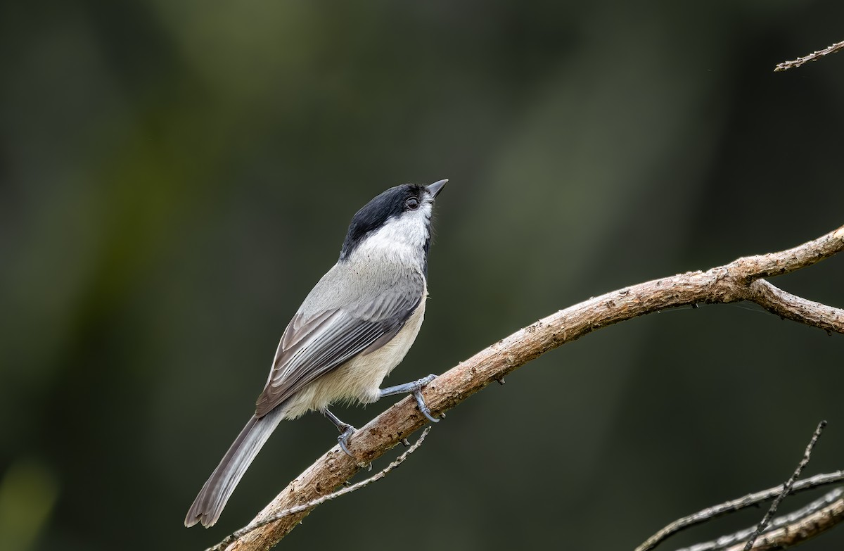 Каролинская гаичка - ML646705641