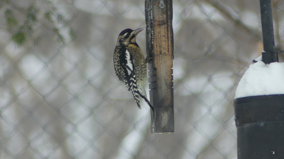 Yellow-bellied Sapsucker - ML646705642