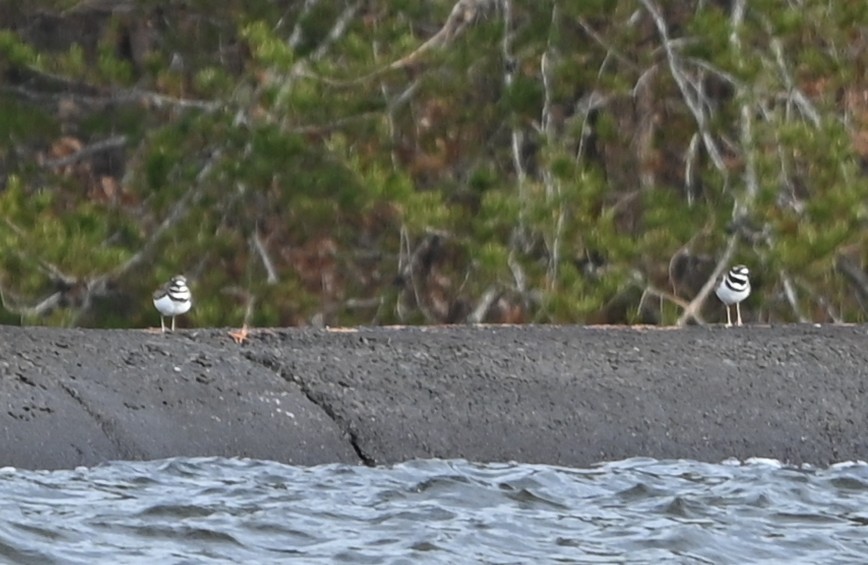 Пісочник крикливий - ML646705646