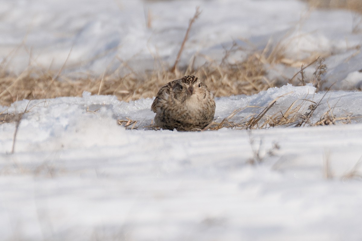 Chestnut-collared Longspur - ML646705649