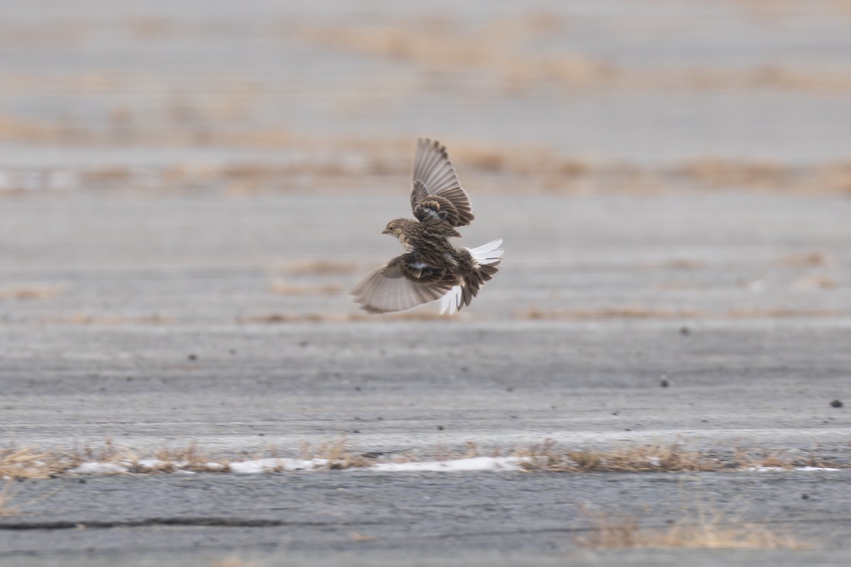 Chestnut-collared Longspur - ML646705650