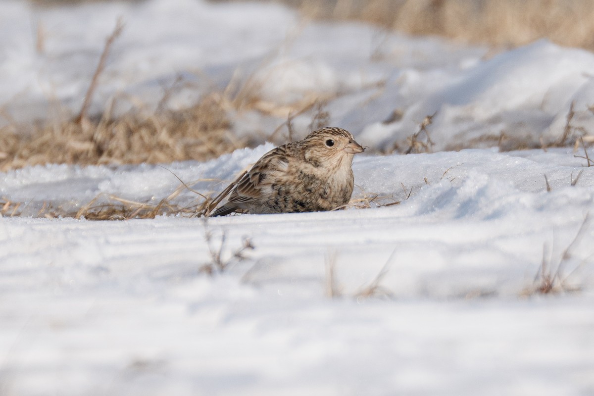 Chestnut-collared Longspur - ML646705651