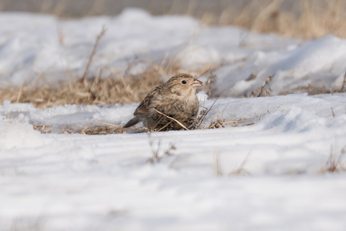 Chestnut-collared Longspur - ML646705652