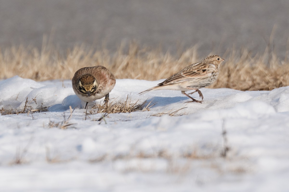 Chestnut-collared Longspur - ML646705653