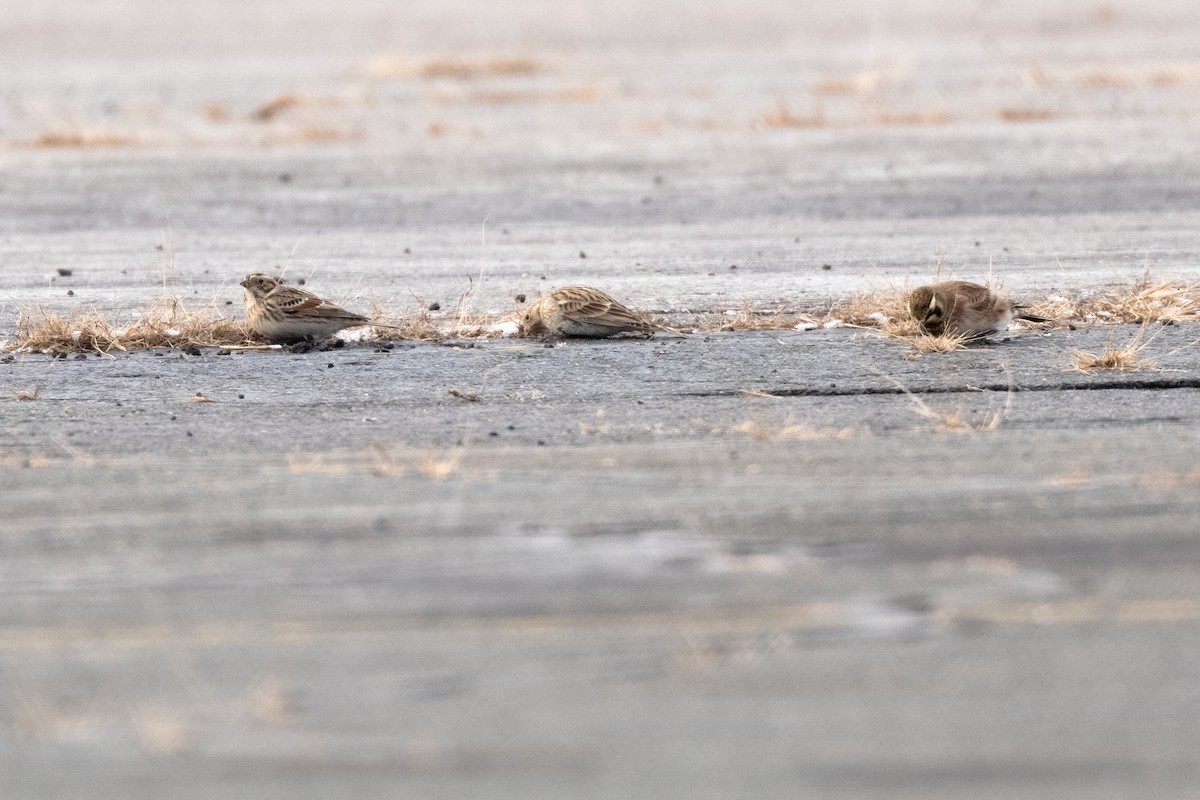 Chestnut-collared Longspur - ML646705654