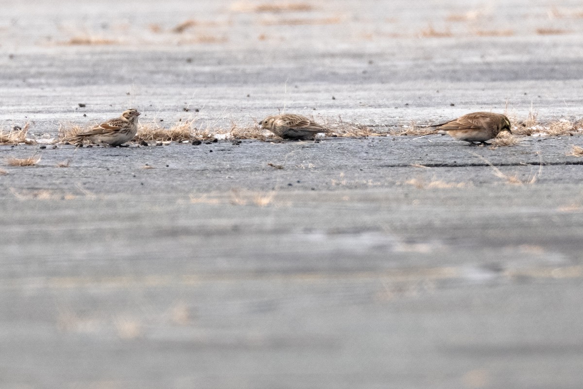 Chestnut-collared Longspur - ML646705655