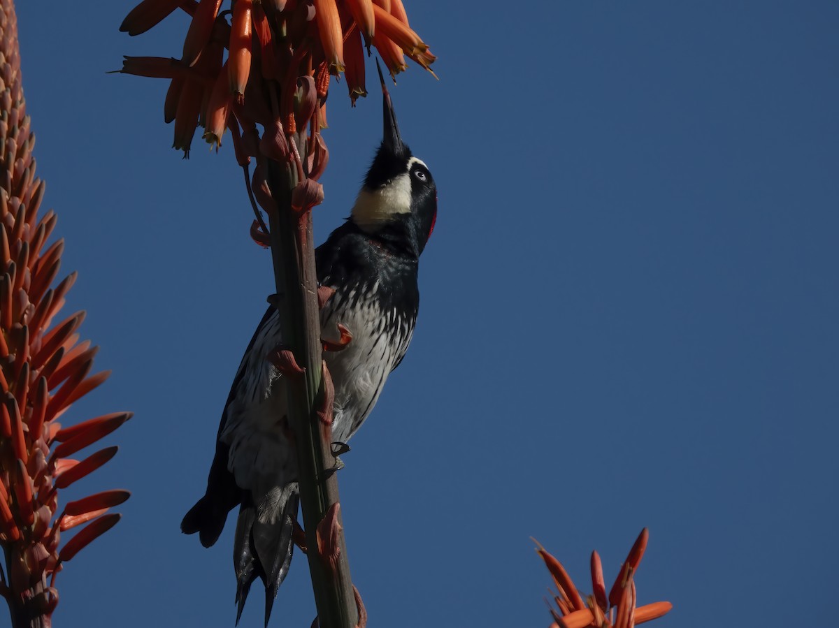 ドングリキツツキ - ML646705656