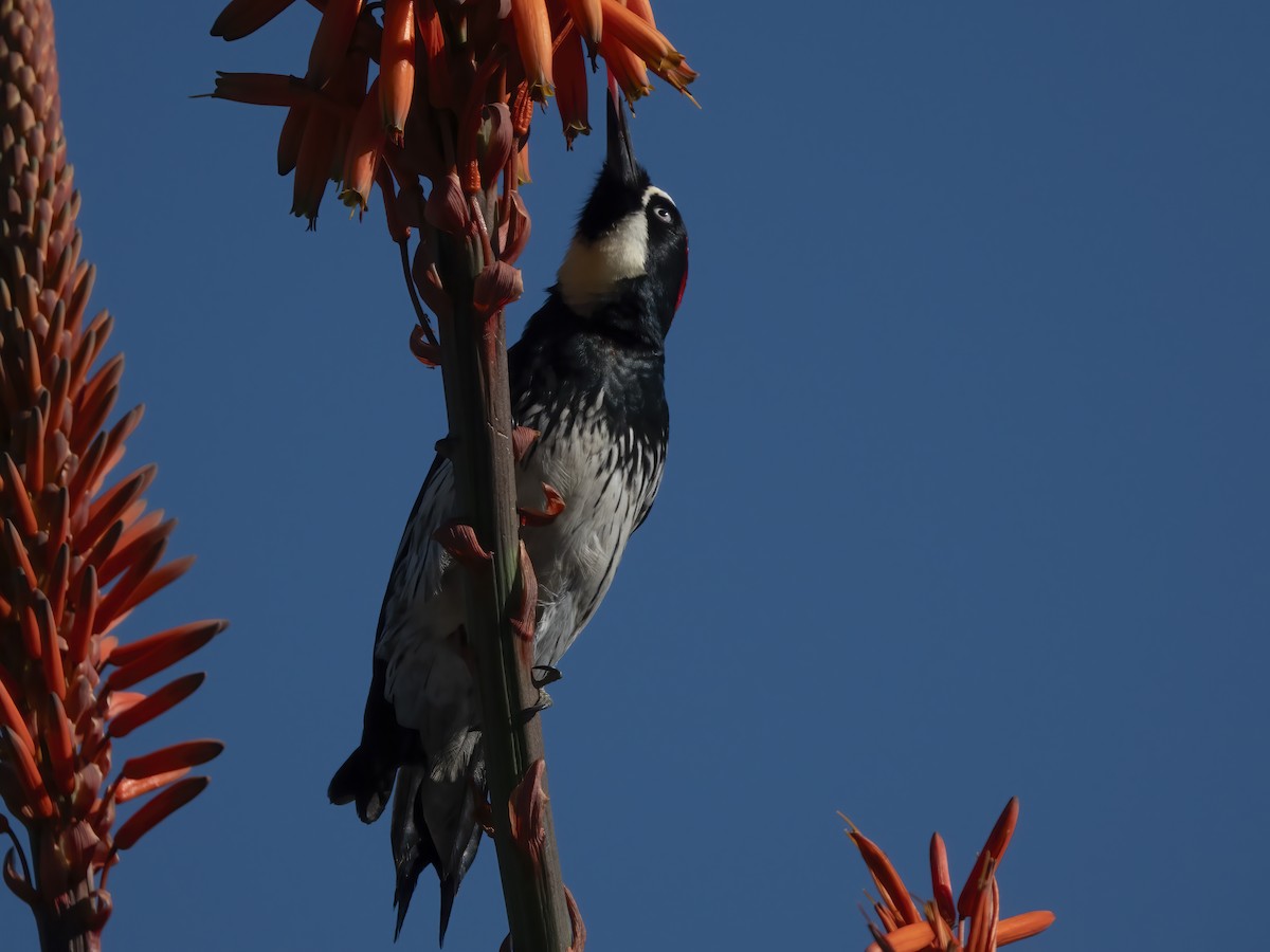 ドングリキツツキ - ML646705657