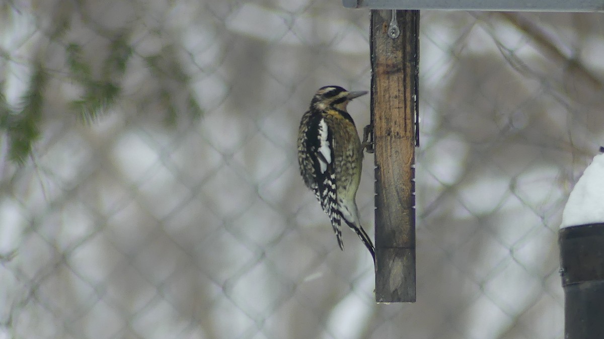 Yellow-bellied Sapsucker - ML646705658