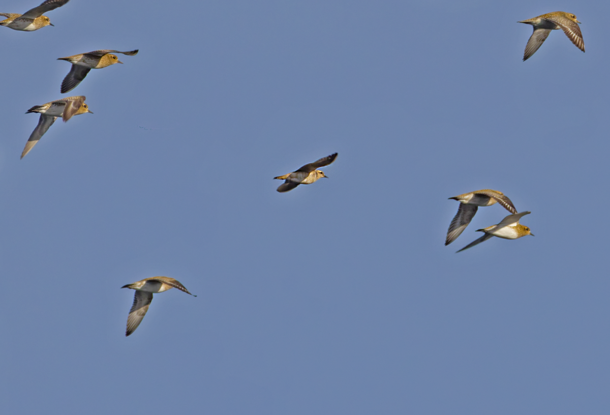 Eurasian Dotterel - ML646705661