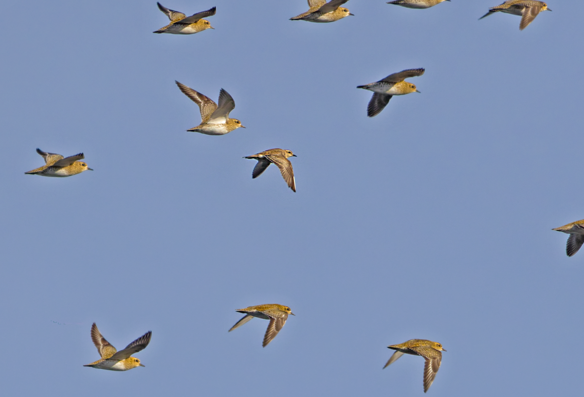 Eurasian Dotterel - ML646705662