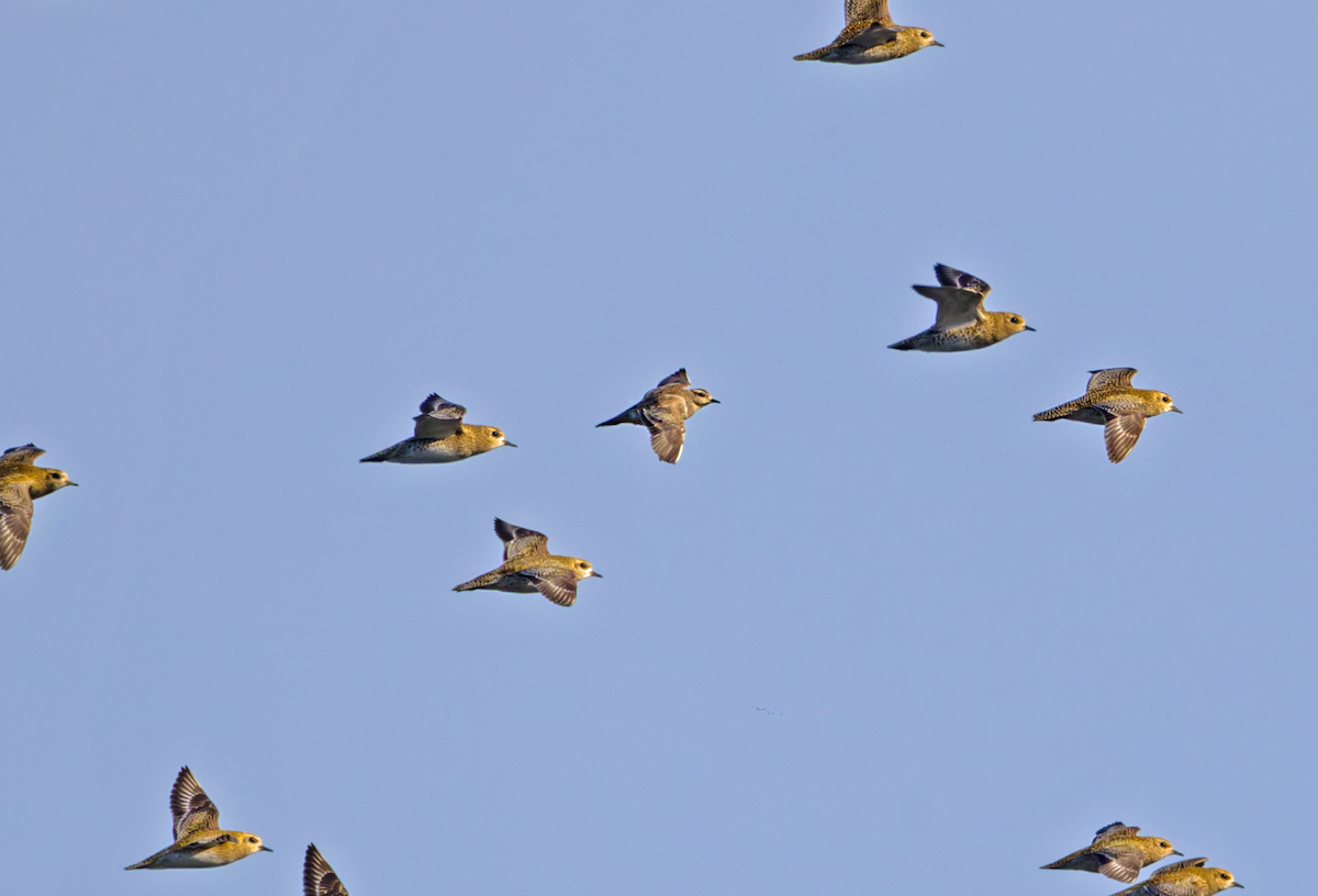 Eurasian Dotterel - ML646705663