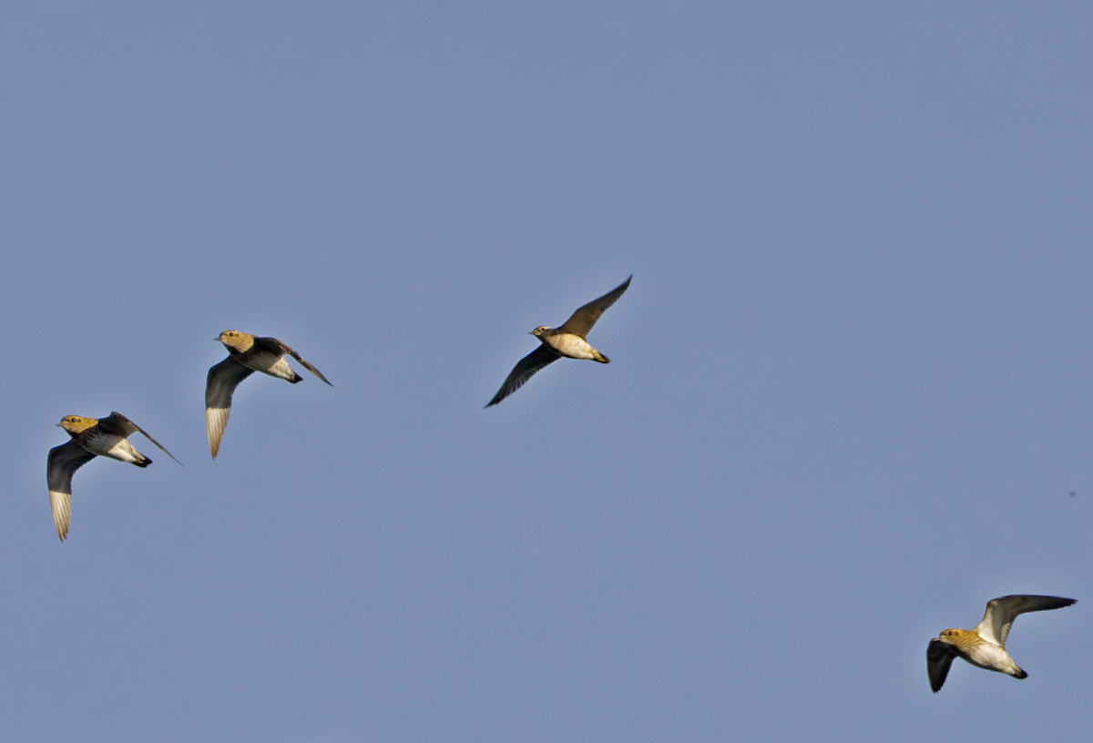 Eurasian Dotterel - ML646705664