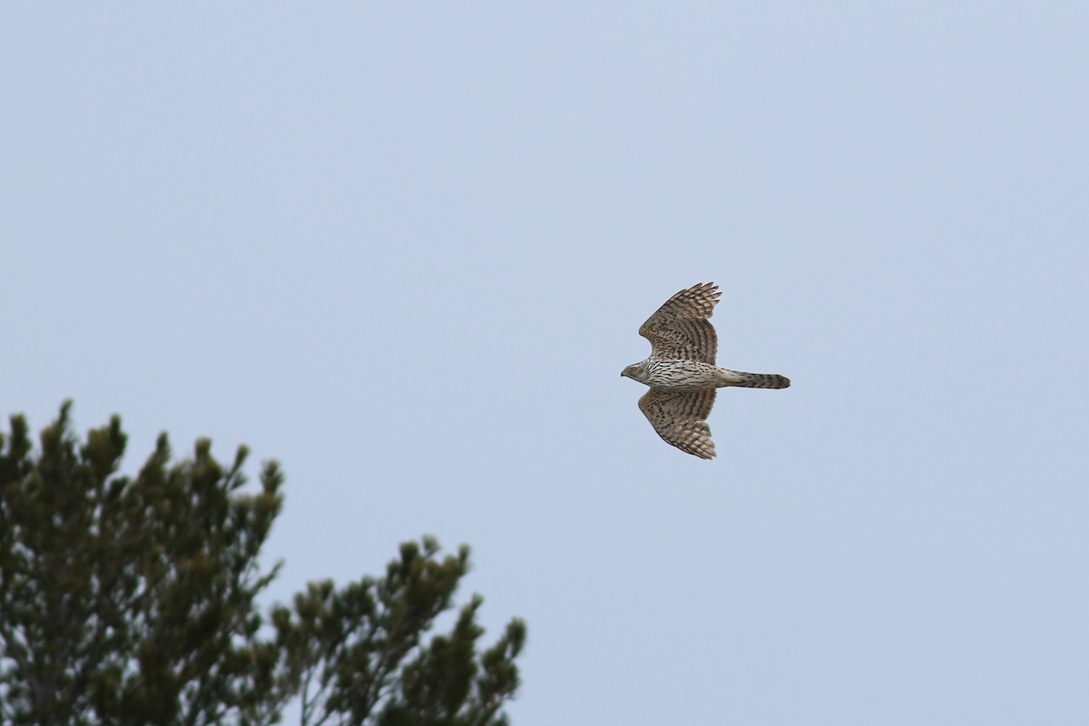 American Goshawk - ML646705666