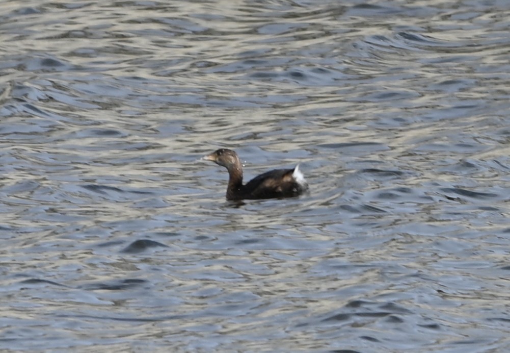 Пірникоза рябодзьоба - ML646705667