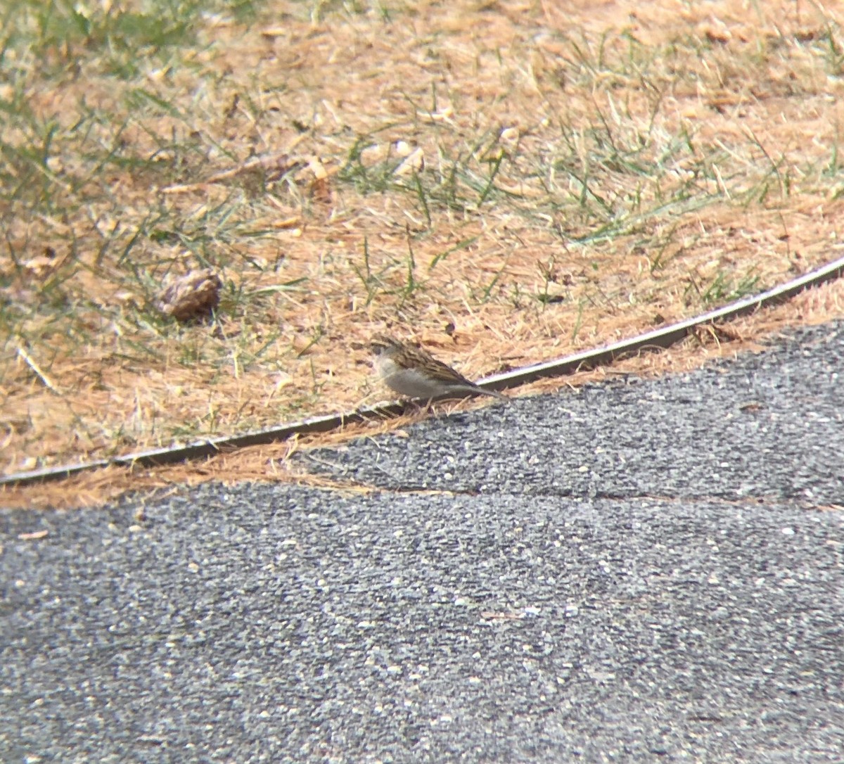 Chipping Sparrow - ML646705668