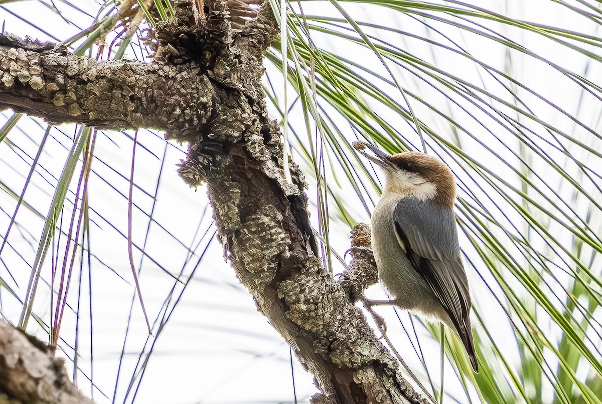 Sittelle à tête brune - ML646705669
