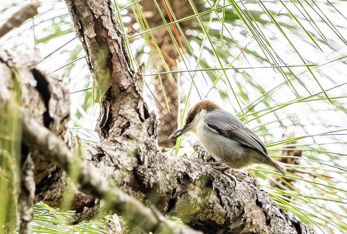 Sittelle à tête brune - ML646705670