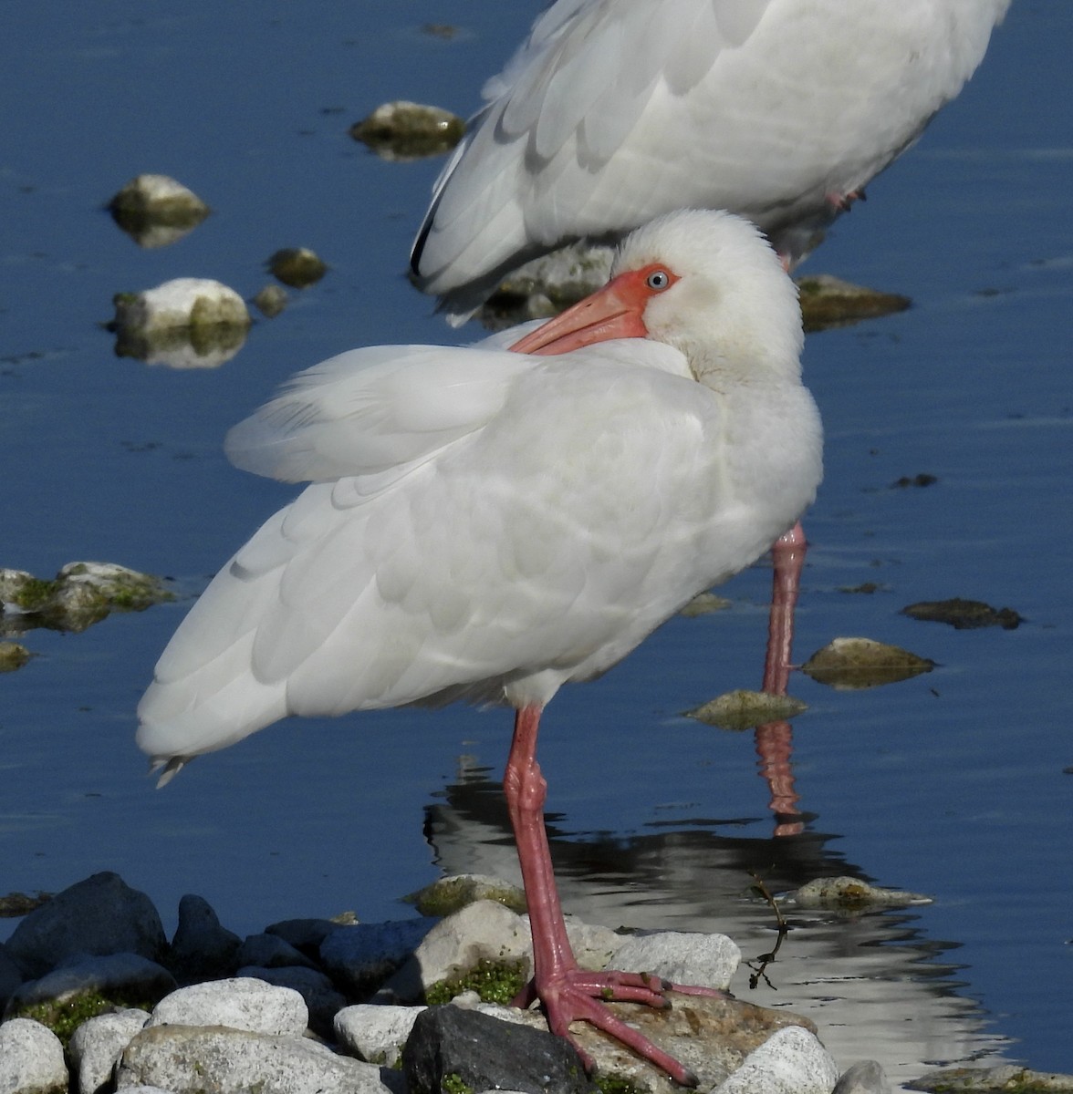 White Ibis - ML646705680
