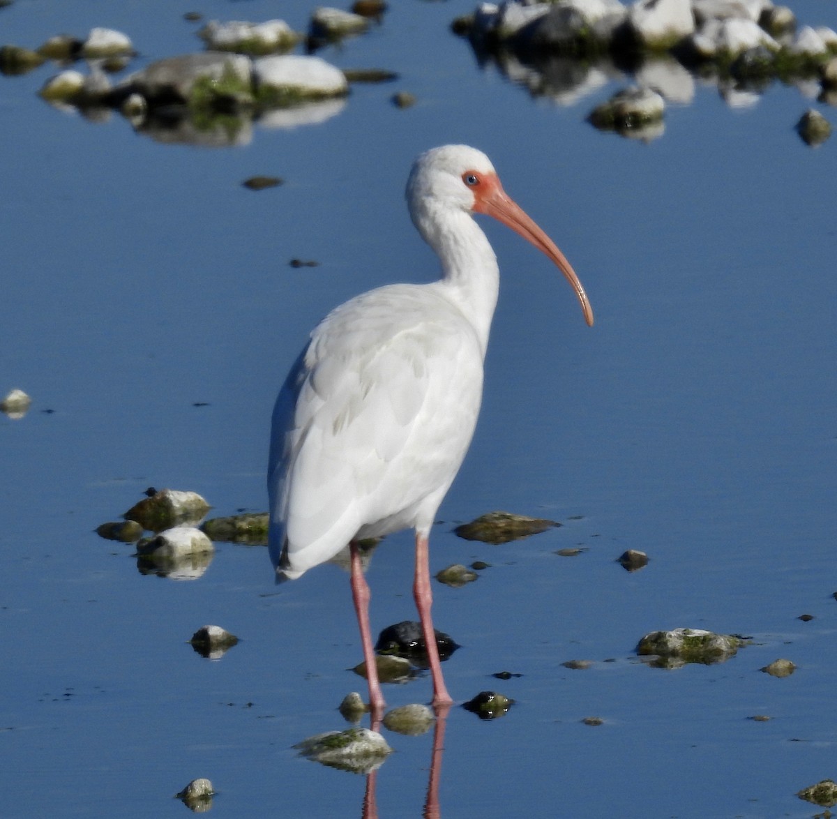 White Ibis - ML646705681