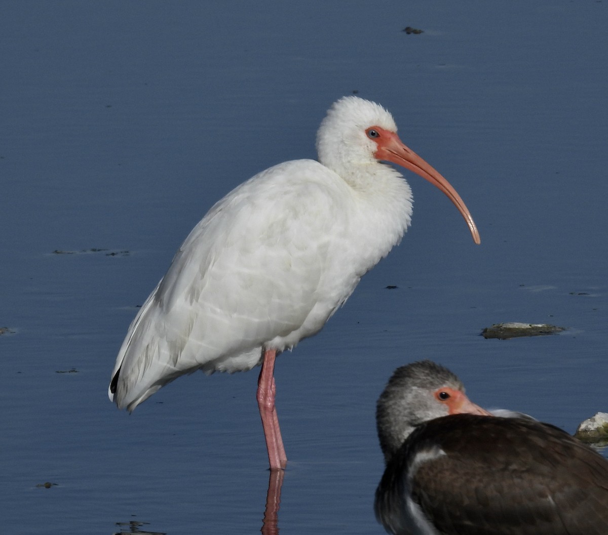 White Ibis - ML646705682