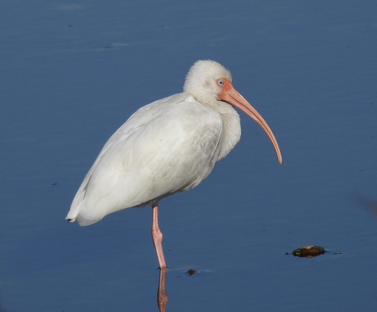 White Ibis - ML646705683
