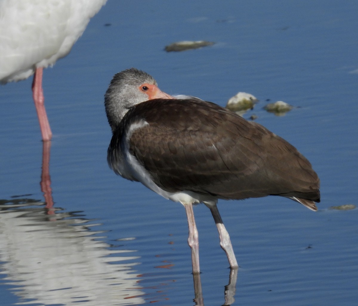 White Ibis - ML646705684