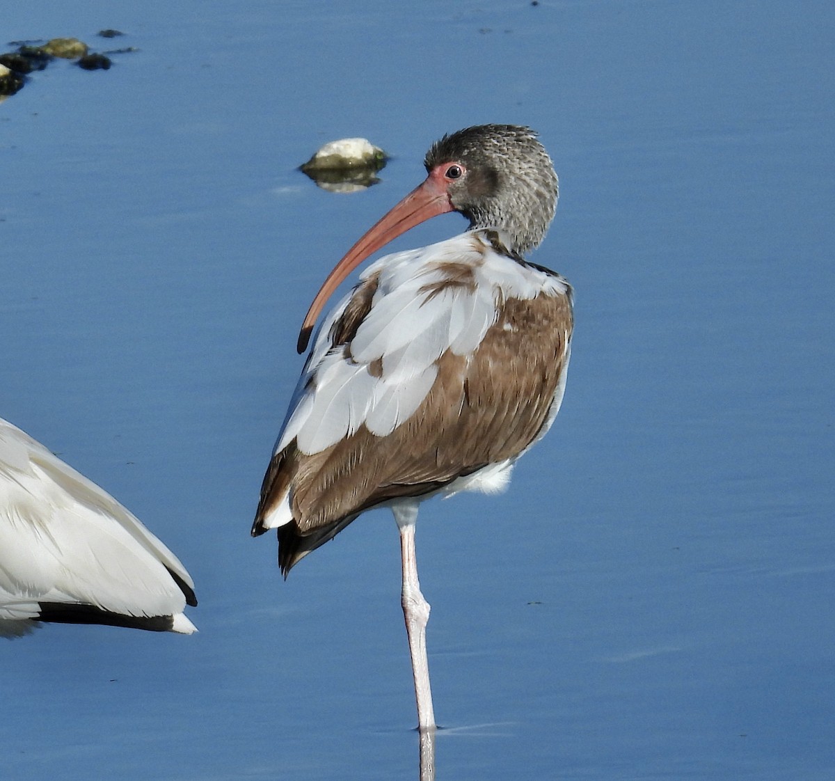 White Ibis - ML646705685